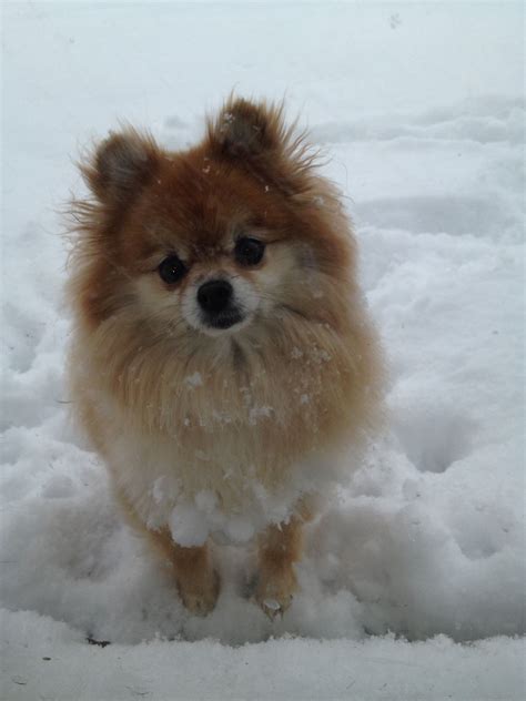 Pomeranian Puppy Playing