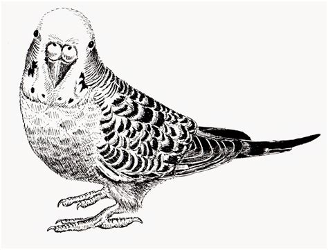 Chuck Does Art Budgerigar Parakeet