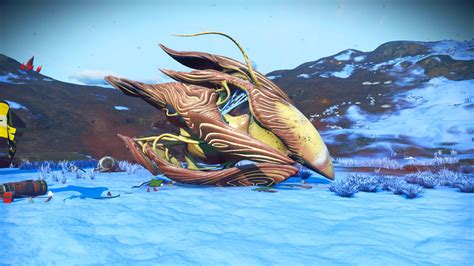 Yellow And Orangepink Living Ship Rnmscoordinateexchange