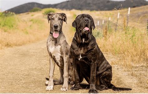 The Great Dane Bull Mastiff Mix 10 Things To Know Before Getting One