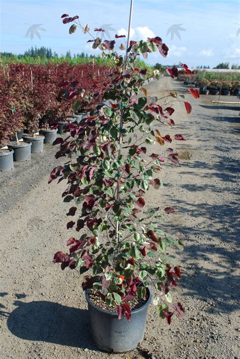 Redbud Carolina Sweetheart Eastern Glover Nursery