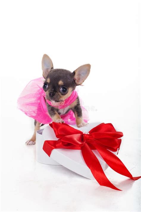 Chihuahua Puppy In Pink Dress Stock Image Image Of People Isolated