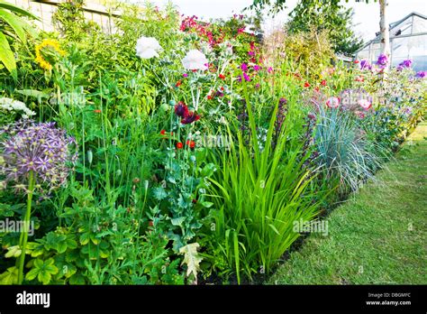 Typical English Garden Plants Flowers Densely Planted Borders Stock