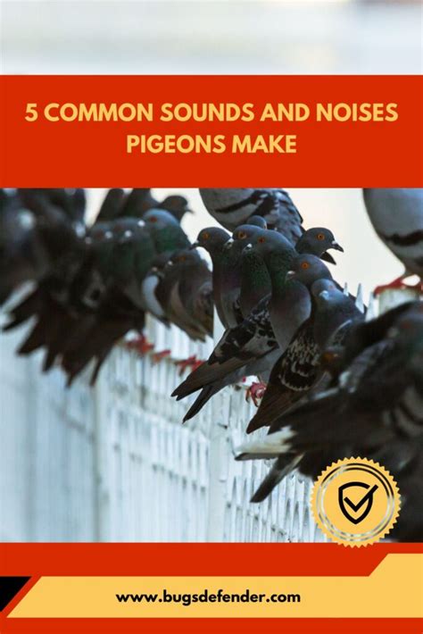 5 Common Sounds And Noises Pigeons Make