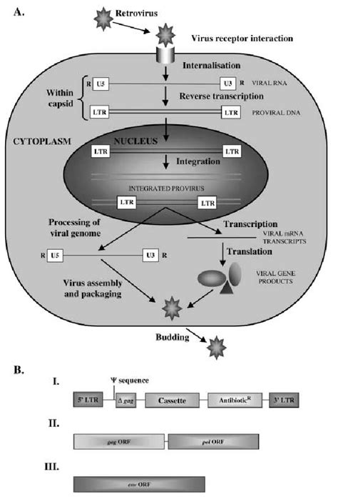 A Schematic Representation Of The Retrovirus Life Cycle Showing