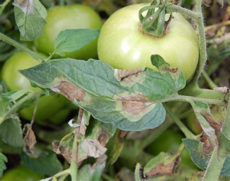 Tomato Late Blight Uw Vegetable Pathology Uwmadison