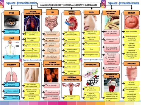 Cambios Fisiol Gicos Del Embarazo Esquema Comunidad Medica Udocz