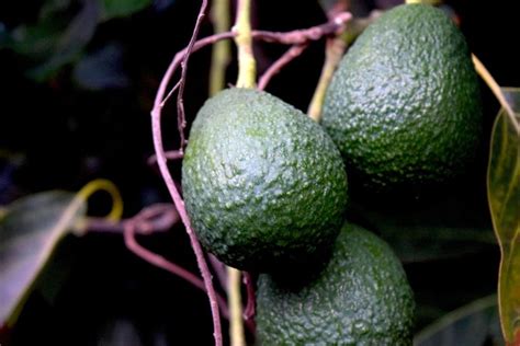 Top 3 Des Astuces Pour Faire Pousser Un Avocatier Chez Soi Blog