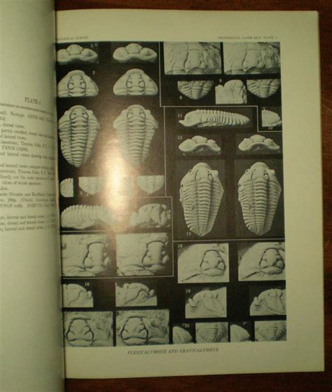 Geology Trilobites Paleontology Ohio Kentucky Ordovocian Calymenids