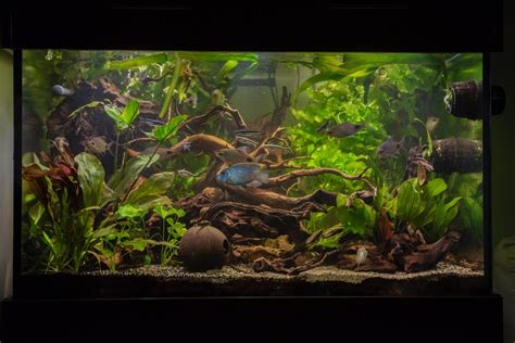 150 Gallon Planted Community After 8 Months R Aquariums