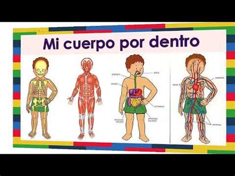 Como Es El Cuerpo Humano Por Dentro Y Por Fuera