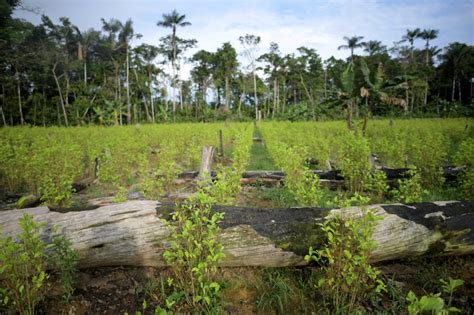 Colombia Deforestation Coca Livestock Eagle News