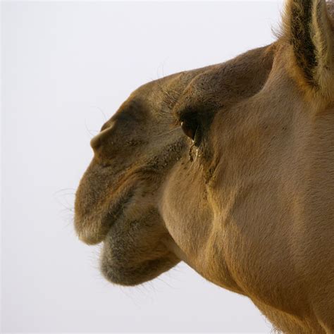 Dromedary Tear Abu Dhabi Christopher Lance Flickr