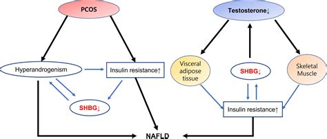 Frontiers Androgen Dysfunction In Non Alcoholic Fatty Liver Disease Role Of Sex Hormone