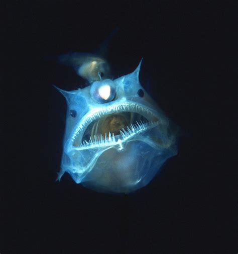 Discover The Relationship Between Male And Female Anglerfish A Z Animals