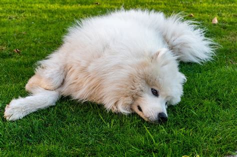 Samoyed Puppies For Sale Finding The Best Match Puppyfinder Magazine