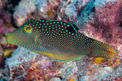 Blue Spotted Puffer Care Acclimation Appearance More