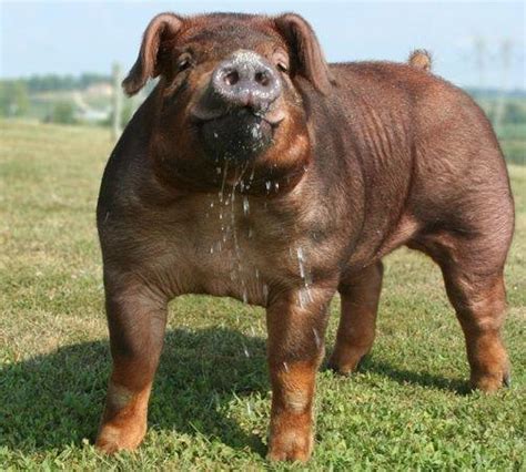 Duroc Pig Breed All You Need To Know: Origin And, 59% OFF