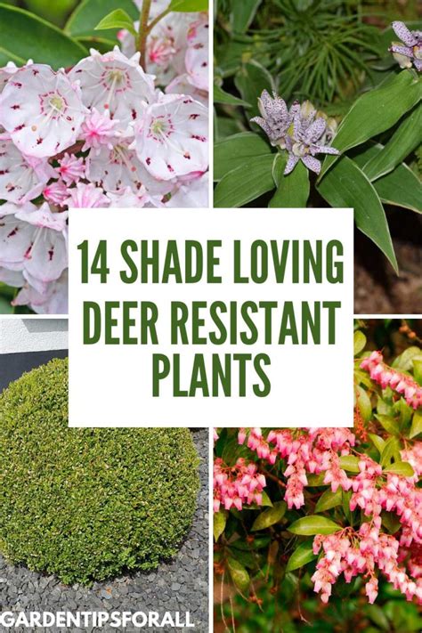 14 Deer Resistant Shade Plants and Flowers for a Thriving Garden