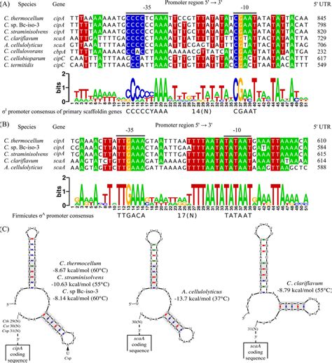 Identification Of Highly Conserved Regulatory Elements Upstream Of The