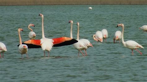 Flamingi Na Kos Kos Adventures