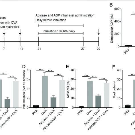 Extracellular Adp Aggravates Ova Induced Airway Inflammation In