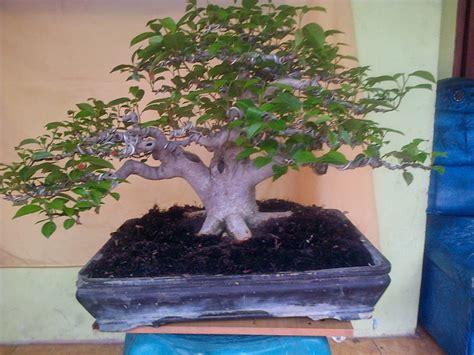 BONSAI: BONSAI BERINGIN