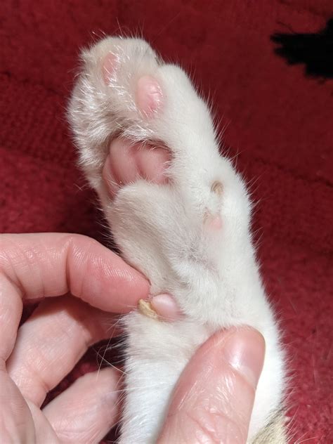 My Cat Has A Horn Growing From His Carpal Pad Rmildlyinteresting