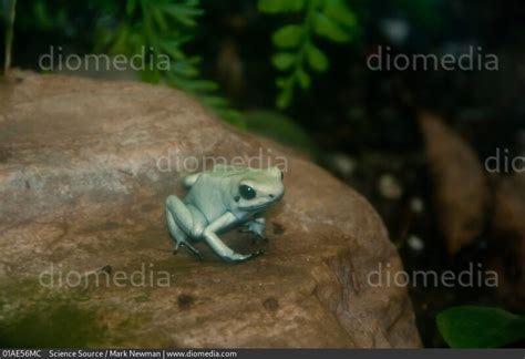 Stock Image 13706479 01ae56mc Science Source Search Stock