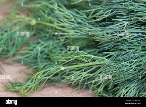 Dill Herb Plant Leaves Hi Res Stock Photography And Images Alamy