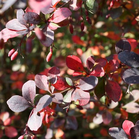 Барбарис оттавский Superba