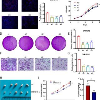 Influence Of Snhg On The Proliferation Migration And Tumorigenesis