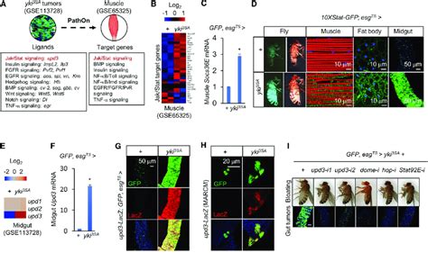 Upd3 Jak Stat Signaling Is Involved In Tumor Host Interactions A