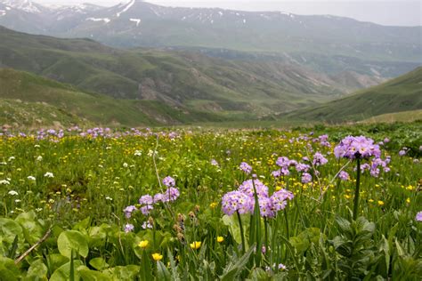 In Praise Of Primulas Virens Studio Horticulture Writers And Planting