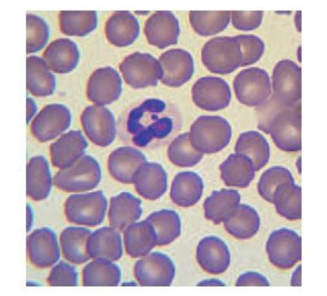 Canine Leukocyte Morphology Flashcards Quizlet