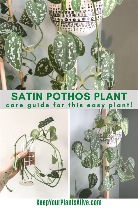 The Complete Satin Pothos Care Guide Keep Your Plants Alive