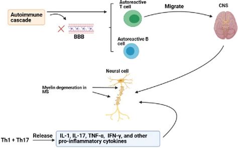 The Roles Of Immune Responses In The Pathogenesis Of Ms Download Scientific Diagram