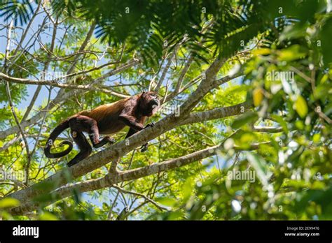 Mono Aullador En La Selva Fotografías E Imágenes De Alta Resolución Alamy