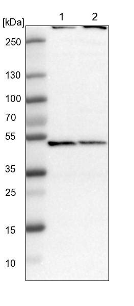 Rabbit Polyclonal Anti Cops2 Antibody Buy For Research Highly