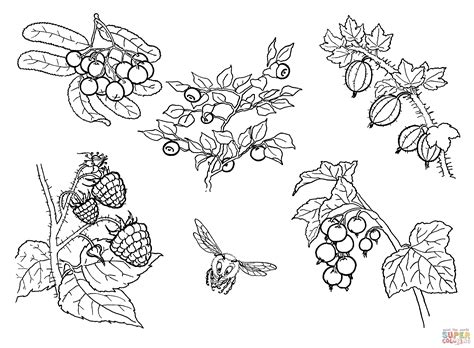 Berries Coloring Page Free Printable Coloring Pages