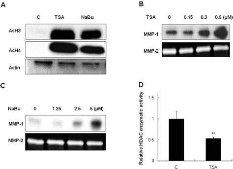 Figure 2 From The Role Of P300 Histone Acetyltransferase In UV Induced