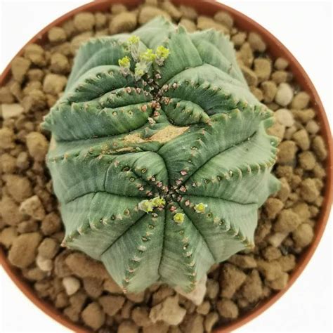 Euphorbia Obesa Tiger Form F Dicotomica Rare Form 10 Cm