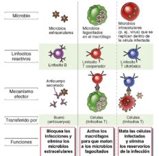 Células y Tejidos del sistema inmune Mind Map