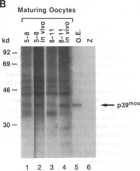 Production Of P During Oogenesis Metabolically S Labeled