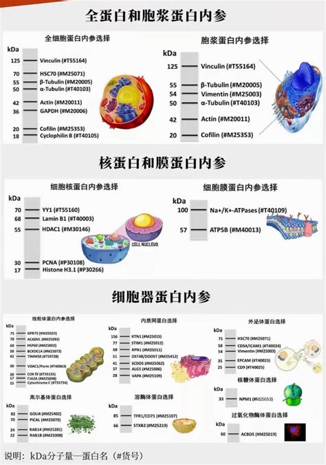 用wb检测β Tc 6细胞中amylin可以用gpdh做内参吗 丁香实验