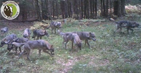 Fotopu Apka Rejestruje Rekordow Watah Wilk W W Puszczy Bia Owieskiej