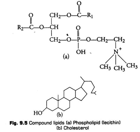 Biomolecules Class 11 Notes Biology Chapter 9 Artofit