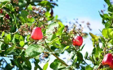 How Do You Grow Cashews At Home Garden Super Power