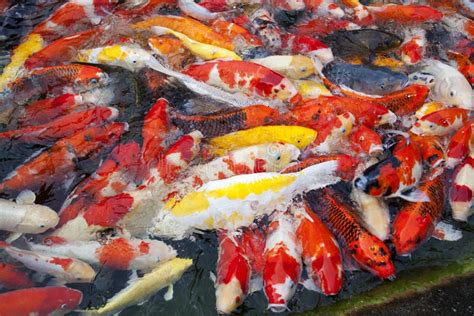 Japanese Koi Fish Stock Image Image Of Asia Decorative 25940551