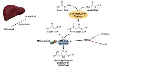 Ketone Body Synthesis Ketogenesis Formation Pathway And Regulation Youtube